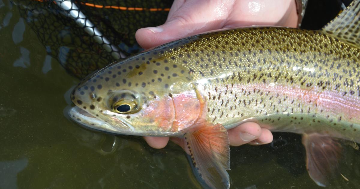 How to Catch Hatchery Trout in Your Local Pond 