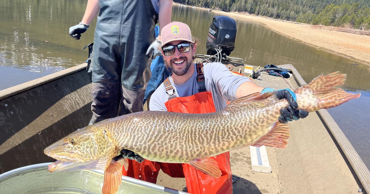 Raising tigers: How F&G uses tiger muskies in sport fish management