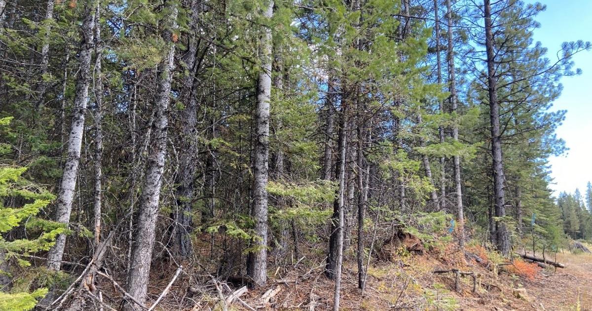 Craig Mountain Fuels Reduction Project Begins