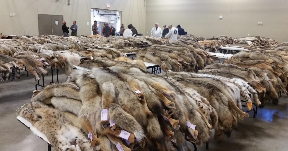 Annual Fish and Game fur auction to run online April 6-20