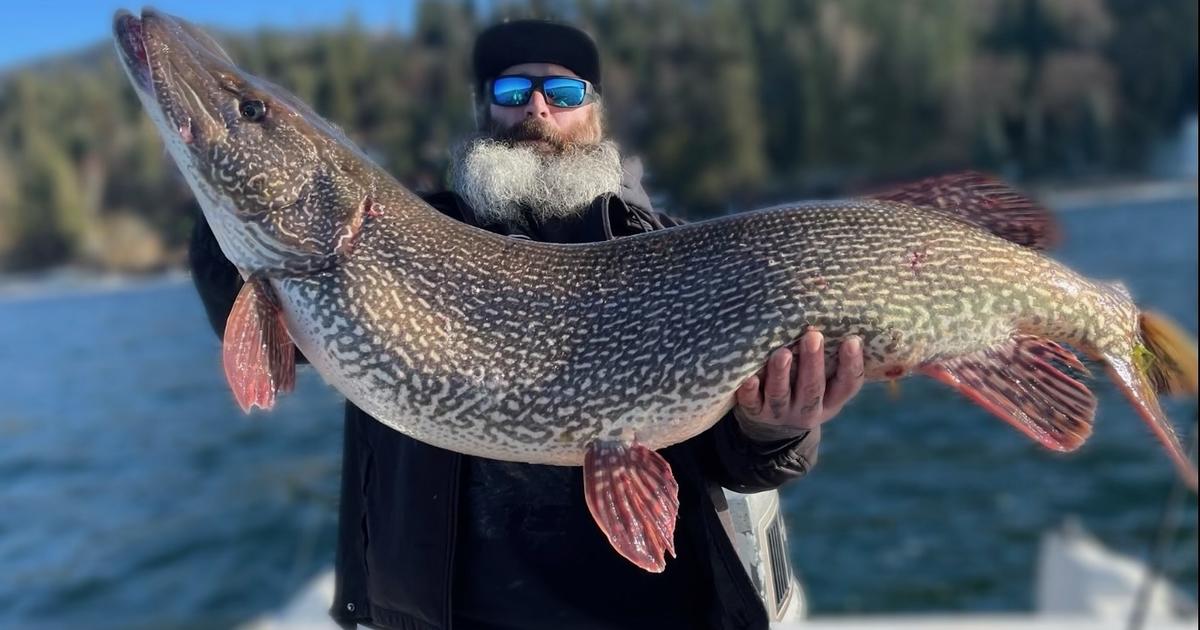 Biggest pike on sale