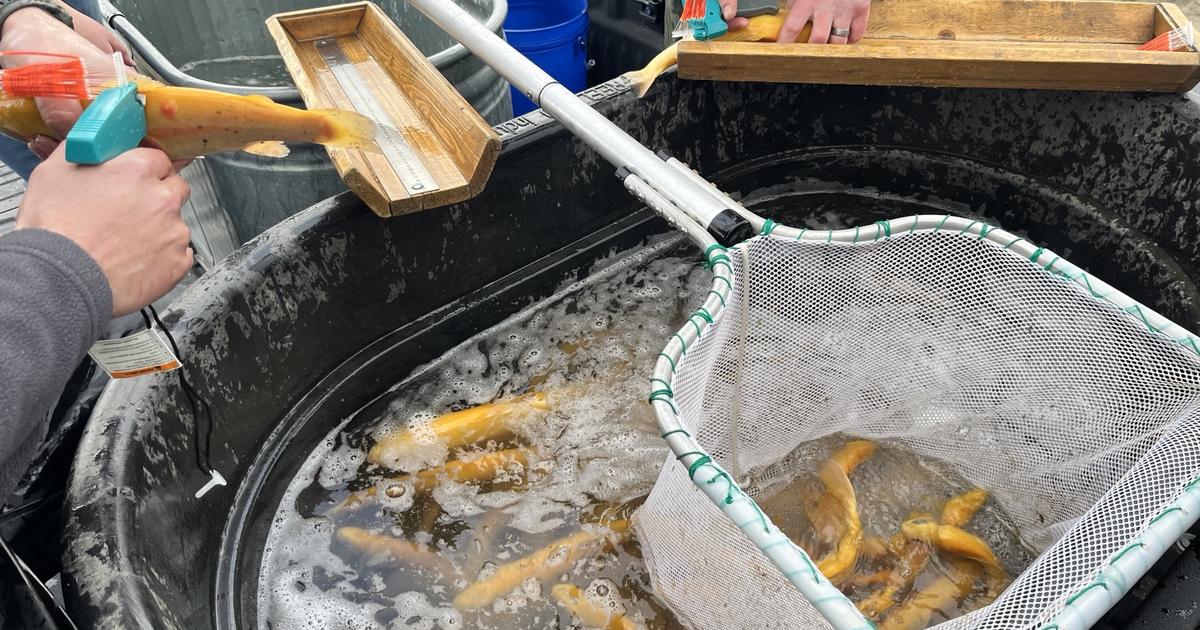 Yellow 'banana trout' stocked at Mann Lake early April | Idaho Fish and ...