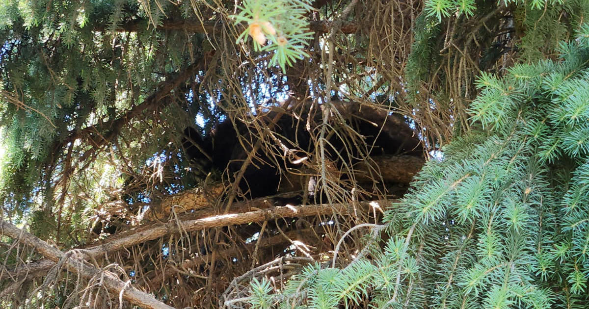 Fish and Game, city police and fire departments relocate black bear from Nampa neighborhood