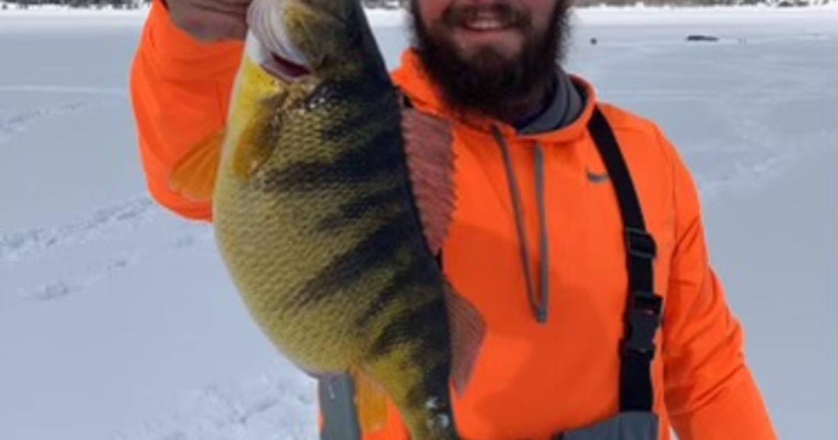 Lake Cascade produces another state record perch Idaho Fish and Game