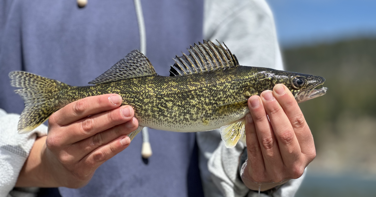 Want to catch walleye in Lake Pend Oreille? Here's everything you