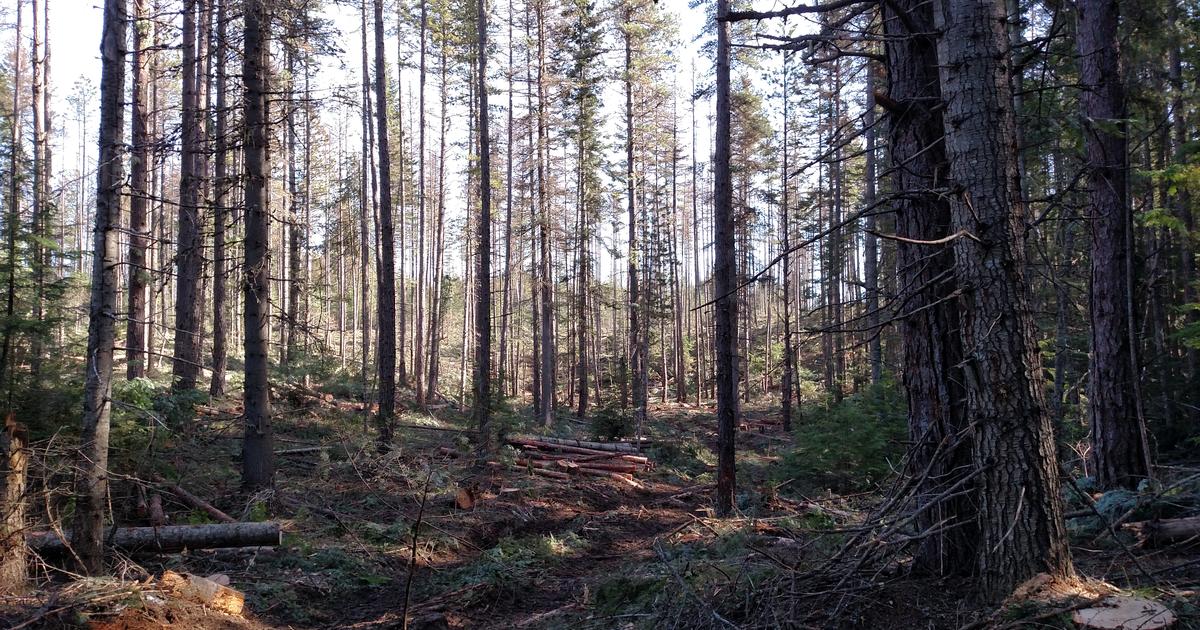 Timber harvest planned to improve wildlife habitat and forest health at Farragut Wildlife Management Area
