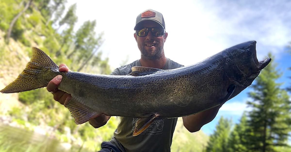 July 14, 2026 South Fork Salmon River Chinook Update