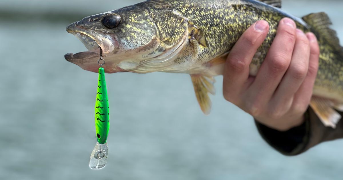 Looking for walleye in Lake Pend Oreille? We've got you covered