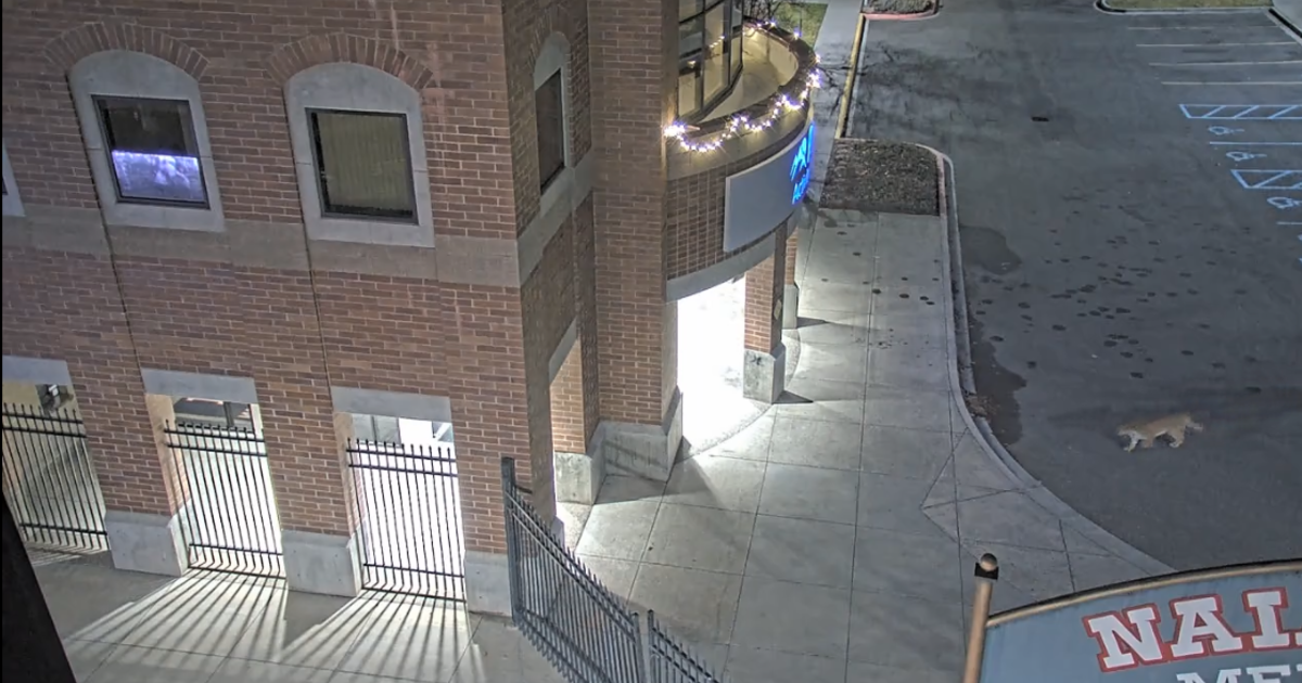 Mountain lion sighting on Lewis-Clark College Campus in Lewiston