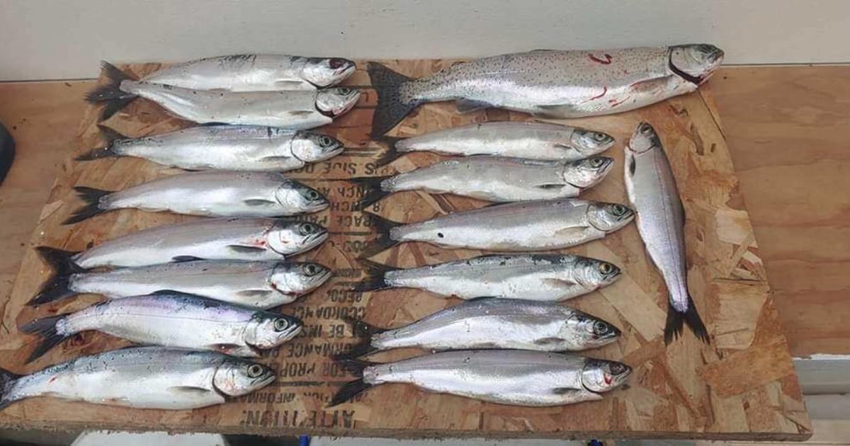 Lake Pend Oreille sees highest kokanee density in two decades