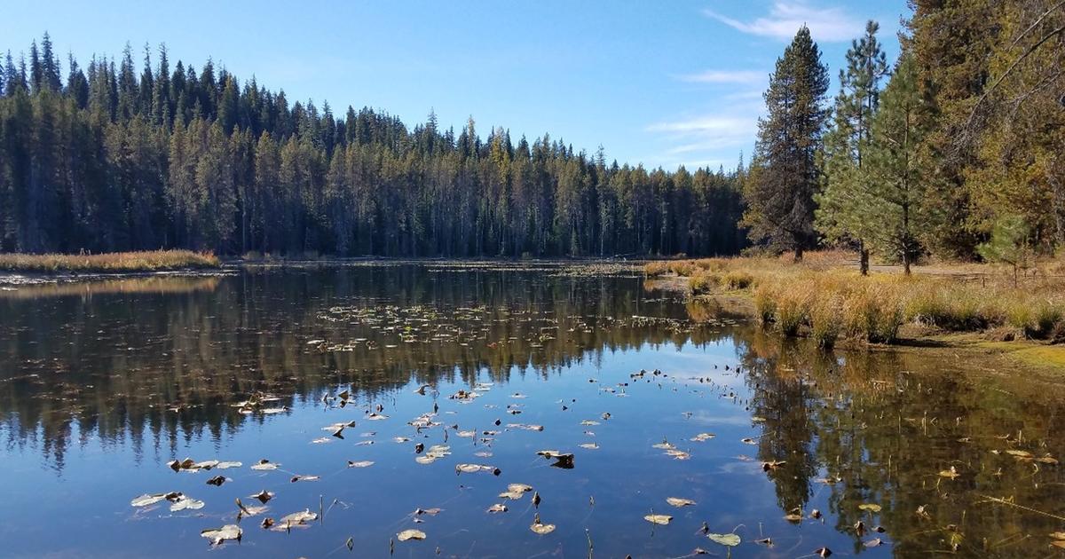 Moose Creek Reservoir drawdown to control Pondweed