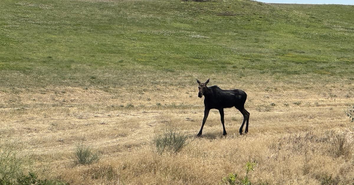Idaho Fish and Game Relocates Young Cow Moose from Lewiston