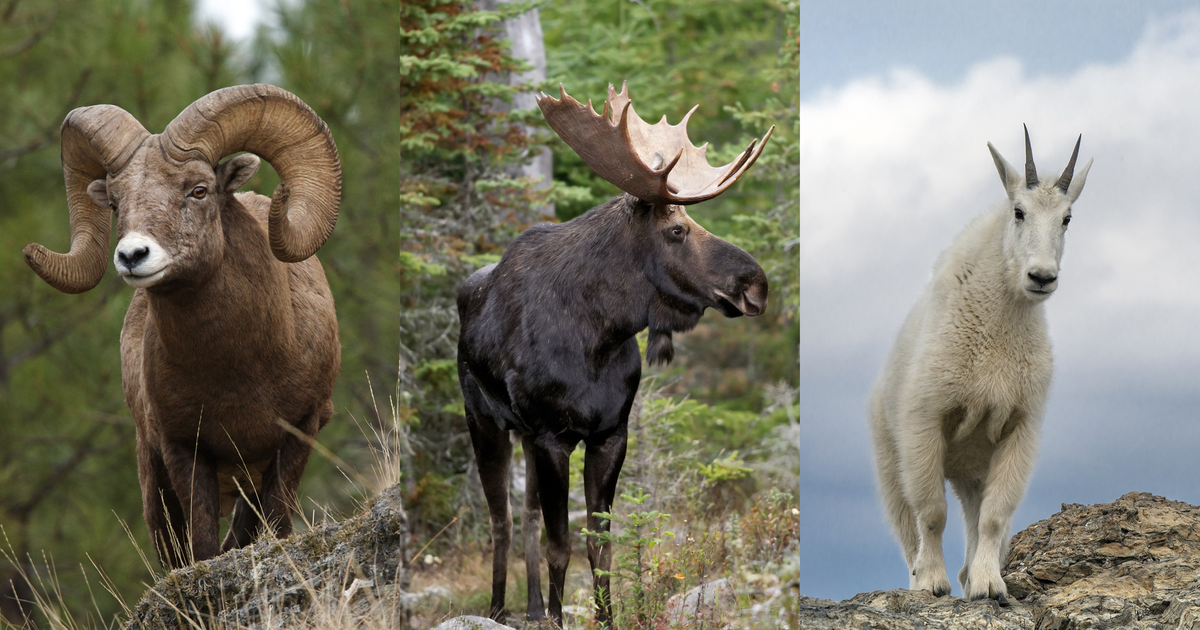 Moose, bighorn sheep and mountain goat controlled hunt application