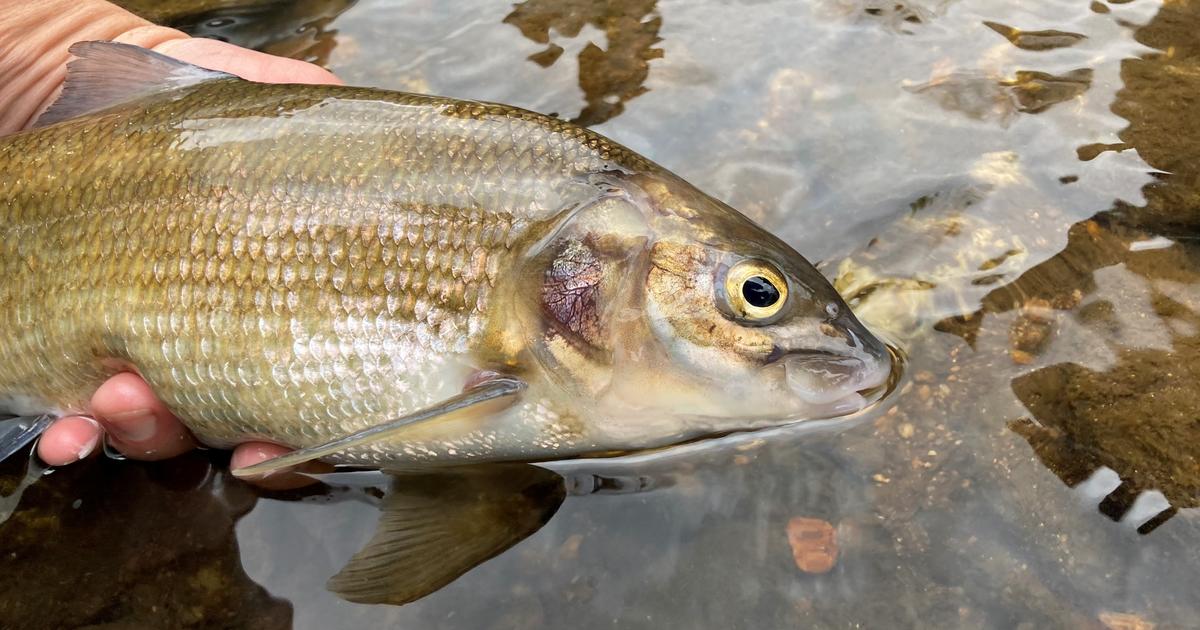 Flyfishing rivers, lakes USA: trout, grayling, whitefish