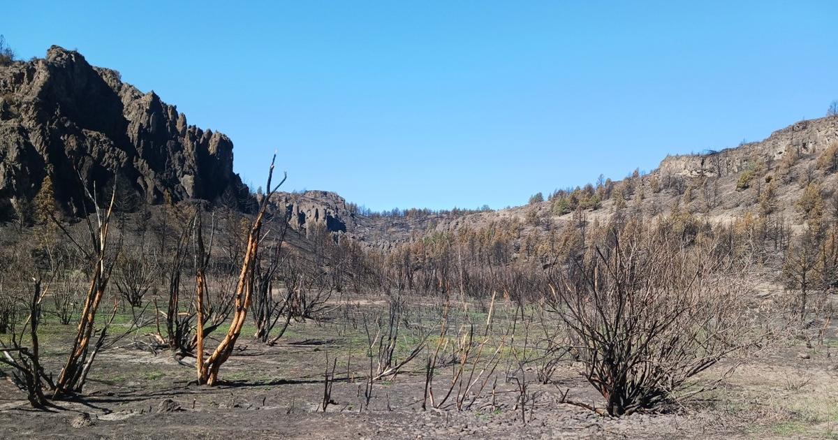 How has the Big Grass Fire affected mule deer and elk?