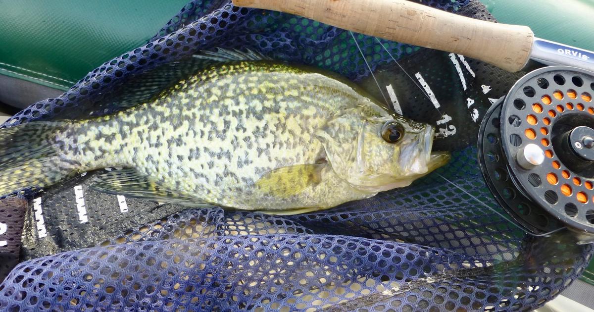 Panhandle Panfish: A fun and easy way to enjoy fishing in North Idaho