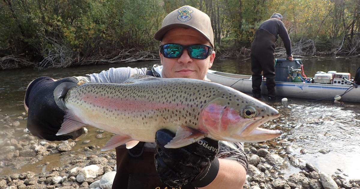 Wild trout and wildfire – trout populations remain healthy in the