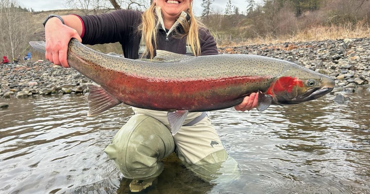 Another Year Of South Fork Steelhead Broodstock Collection Success ...