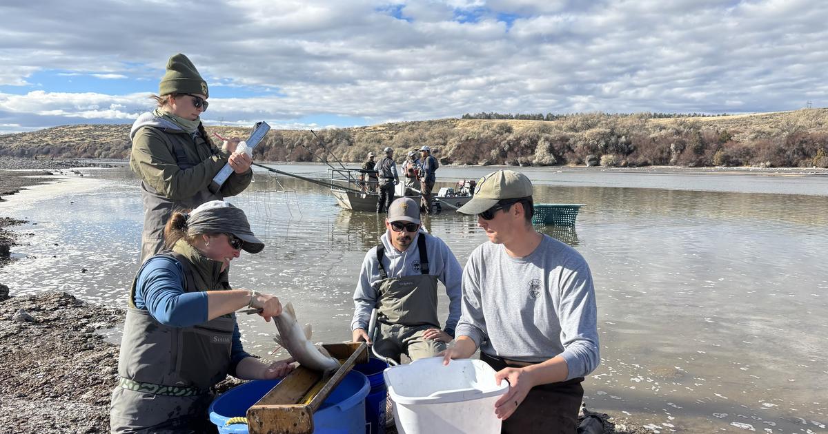 Idaho Fish and Game completes fish survey in the Snake River below American Falls Dam in southeast Idaho