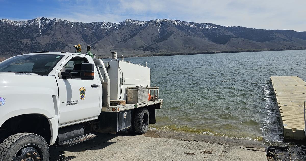 Henrys Lake hybrid trout stocking study underway