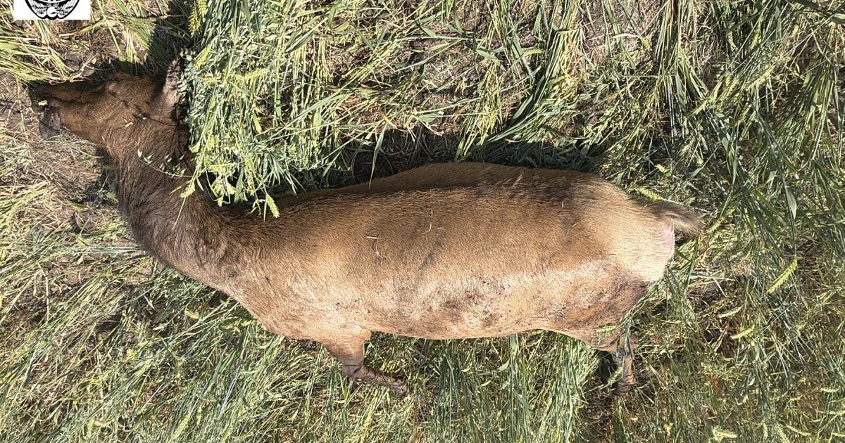 F&G seeks information regarding cow elk shot and wasted in Unit 11A