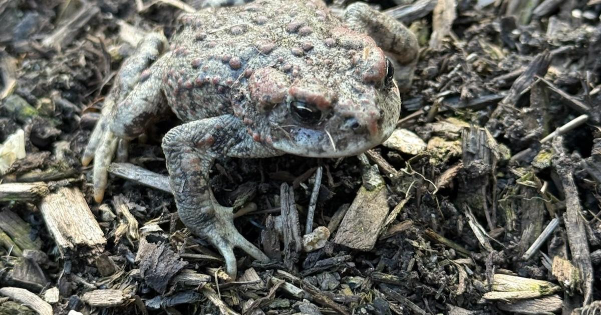 Learn about Idaho's frogs and toads in this month's edition of Wildlife Express