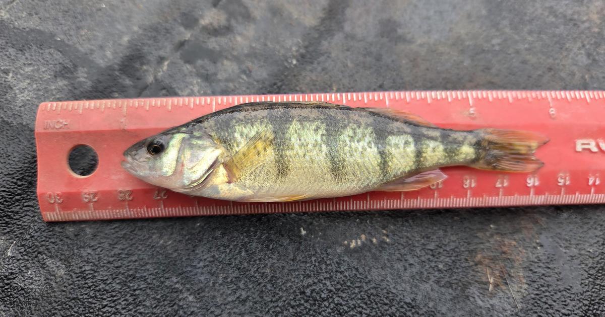 Illegally introduced Yellow Perch caught in Island Park Reservoir