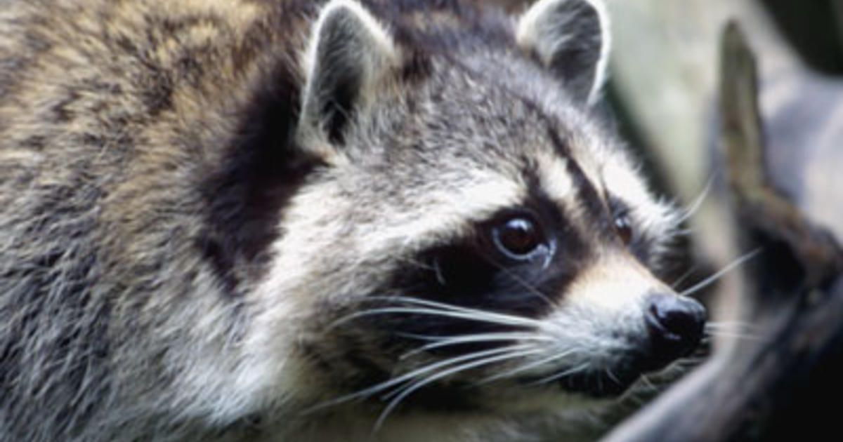 Distemper found in raccoon population in Pocatello and Chubbuck