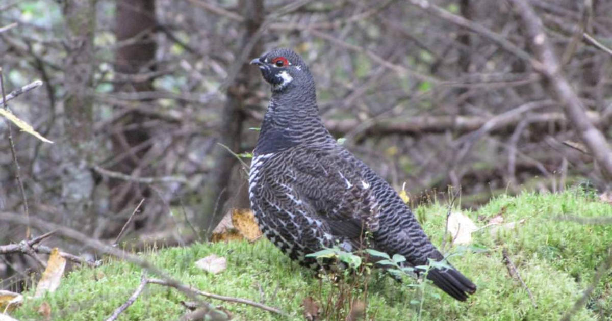 Extend forest grouse season in Clearwater Region Idaho Fish and Game