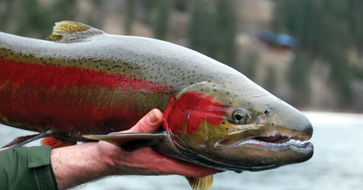 What's the biggest hatchery steelhead you ever saw, Page 2