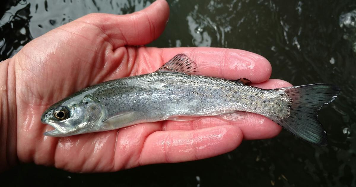 Chinook Salmon Smolt