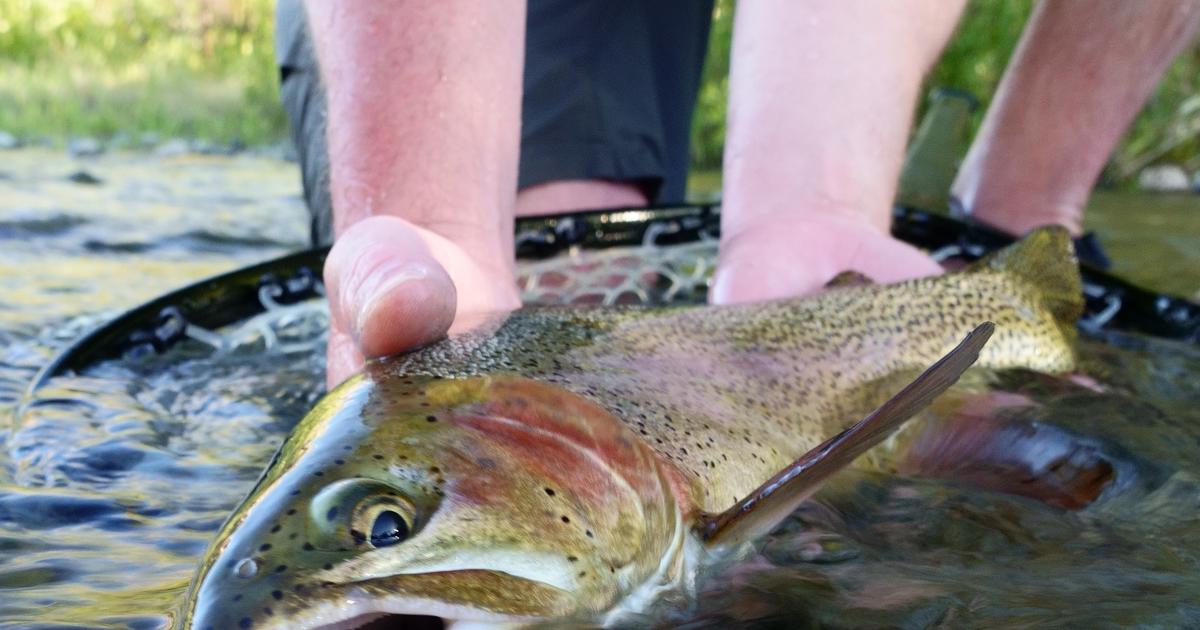 Catch Me If You Can: 400,000 Rainbow Trout Occupy idaho Waters
