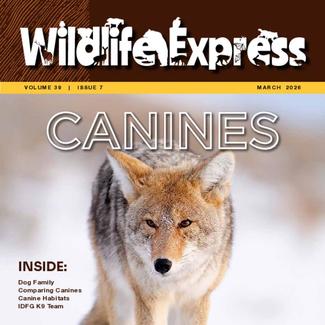 pdf preview