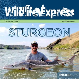 pdf preview