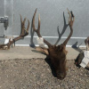 Case evidence elk and deer