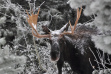 young bull moose in snow and trees November 2011 head shot James Deitrick