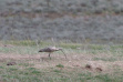 curlew in grass on the Sand Creek field trip May 2011