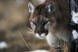 mountain lion in grass and snow 
