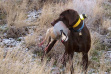 hunting dog with a Chukar in it's mouth standing in lightly dusted snowy grass