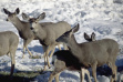 herd of mule deer eating alfalfa in snow during Winter feeding 