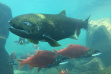 Chinook salmon at MK Nature Center 2017
