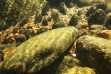 freshwater_mussels_in_the_jarbidge_river_august_2022
