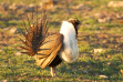 greater sage grouse with fan up April 2014 Mike Morrison