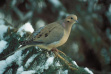 Mourning dove in snowy pine