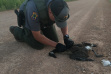 officer_kolby_white_with_goose_killed_by_vehicle_bloomington_case_july_2022