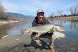 Catch/rel record bull trout 2020