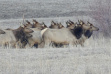 elk herd 114d.jpeg