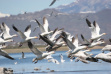 Snow geese, Magic Valley Region