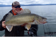 Walleye caught in Lake Pend Oreille