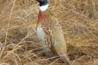 Montour Wildlife Management Area WMA ring necked pheasant in grass October 2007